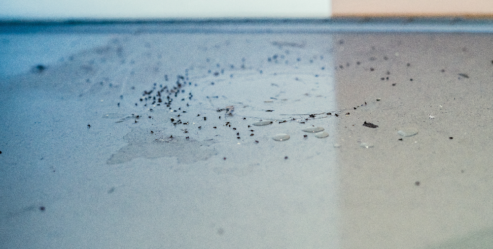 How to Get Rid of Summer Ants