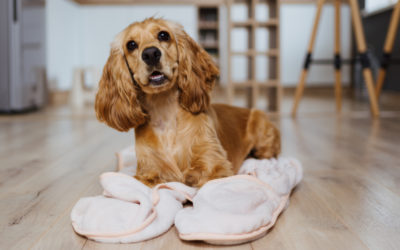 Cleaning Tips for Pet-Friendly Homes