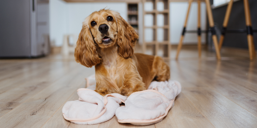 Cleaning Tips for Pet-Friendly Homes