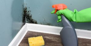 Mold Cleaning and Prevention Tips