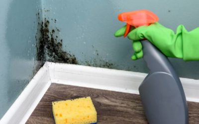 Mold Cleaning and Prevention Tips